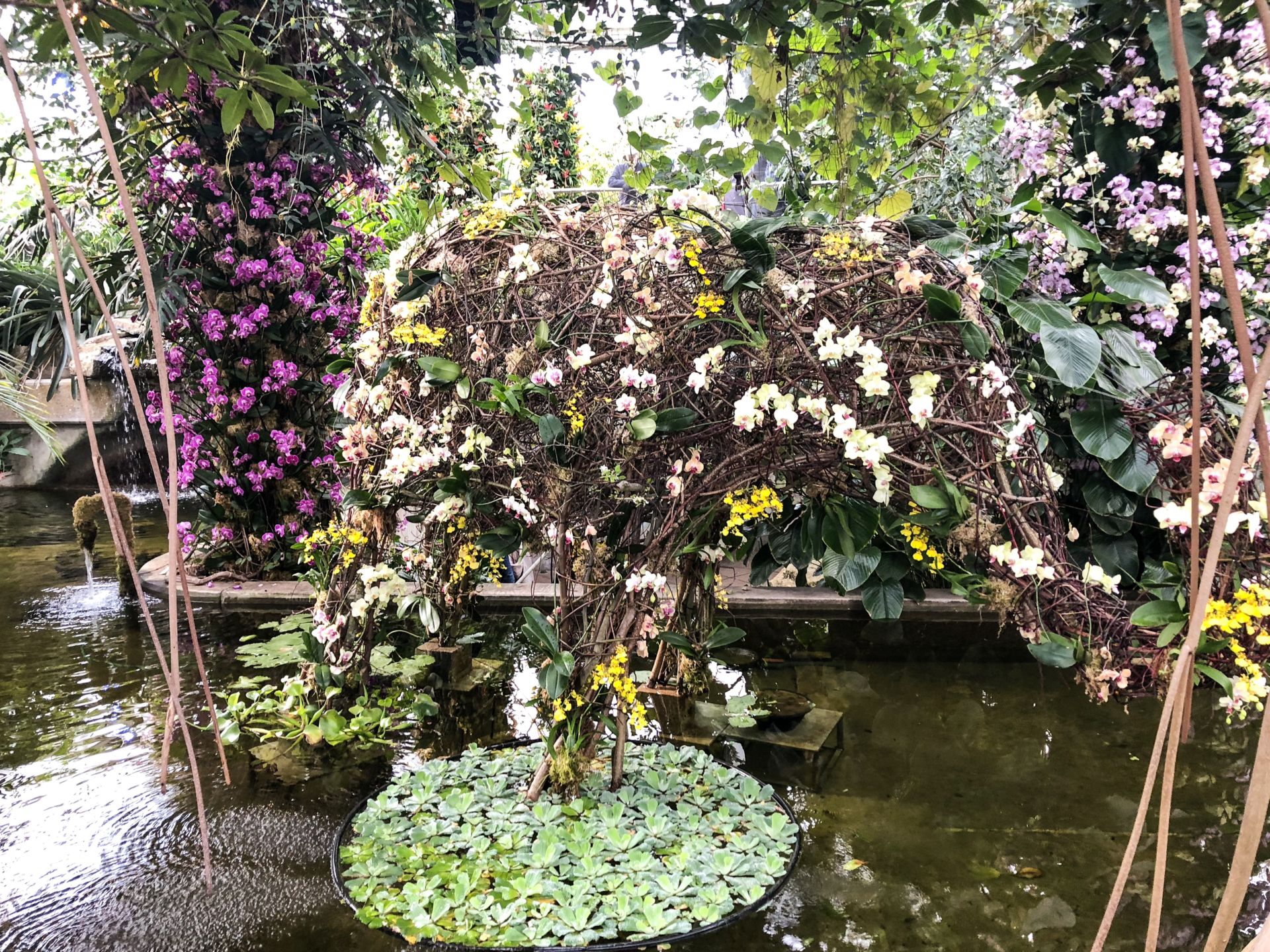 kew gardens london thai orchid festival